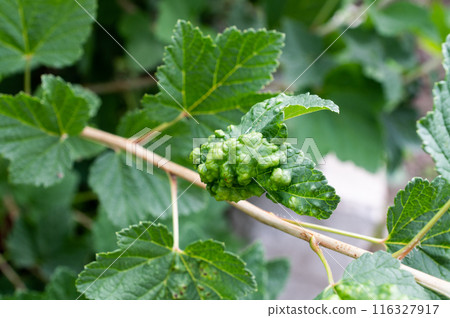 Vibrant Green Humulus lupulus (Common Hops) on Vine in Natural Setting 116327917