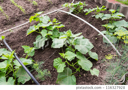 Thriving Home Vegetable Garden with Fresh Produce and Cultivating Tool 116327928