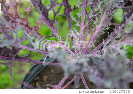 Vibrant Purple Kale Plant in Garden Setting 116327930