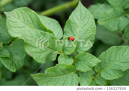 Ladybug on Green Potato Leaves in Garden Ladybug on Green Potato Leaves in Garden 116327938