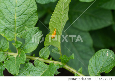 Potato Plant Leaf with Orange Larva 116327943