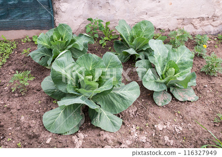 Lush Green Cabbage Growing in Garden Soil Lush Green Cabbage Growing in Garden Soil 116327949