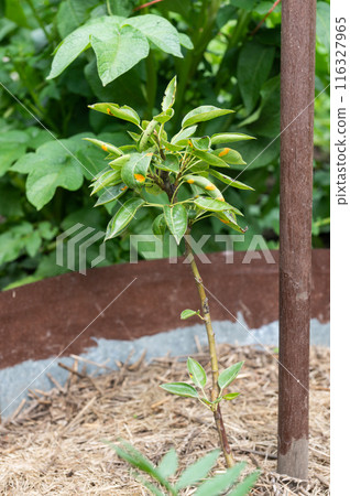 Young Plant Supported by Wooden Stake in Garden Young Plant Supported by Wooden Stake in Garden 116327965