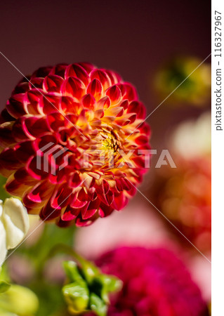 Vibrant Red and Yellow Dahlia Bloom in Close-Up Vibrant Red and Yellow Dahlia Bloom in Close-Up 116327967