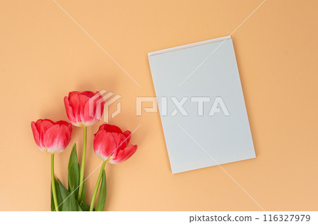 Red tulips beside blank white canvas on peach background. 116327979