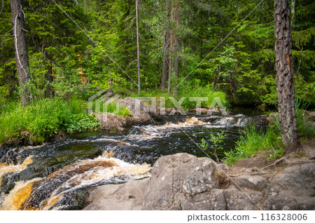 Forest stream with rocks and lush greenery. Nature and wilderness concept. 116328006