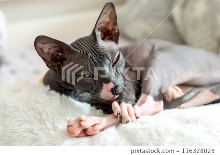 Relaxed Sphynx Cat Lounging on Soft Bed 116328023