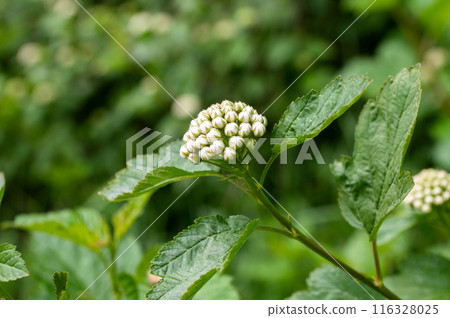 Lantana Camara in Natural Habitat 116328025