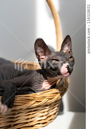 Sphynx Cat Relaxing in a Sunlit Wicker Basket 116328031