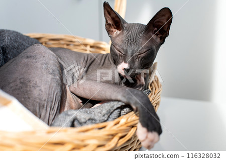 Peaceful Sphynx Cat Napping in Wicker Basket 116328032