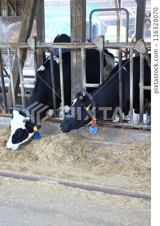 Cows feeding in a cowshed 116328070