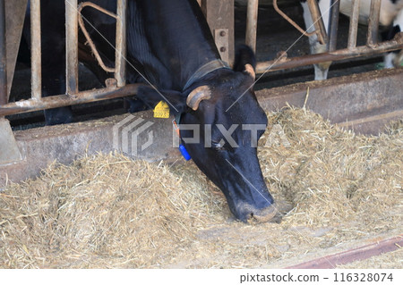 餵養在牛棚的母牛 116328074