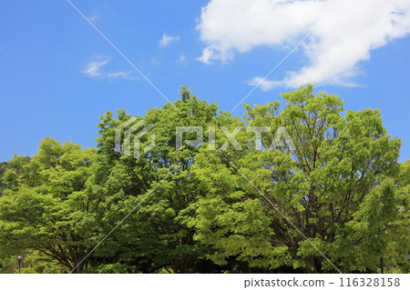 Fresh greenery, blue sky and white clouds (Asutamurando Tokushima) 116328158