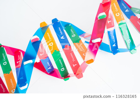 DNA or Deoxyribonucleic acid is a double helix chains structure formed by base pairs attached to a sugar phosphate backbone. DNA or Deoxyribonucleic acid is a double helix chains structure formed by base pairs attached to a sugar phosphate backbone. 116328165