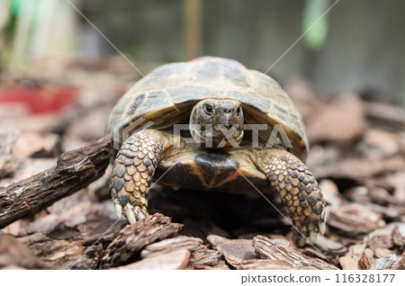 Close-Up of a Tortoise Crawling on Forest Bedding 116328177