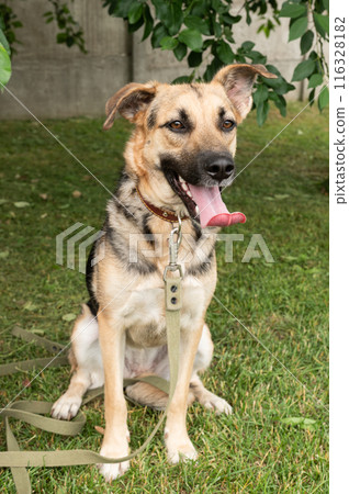 Happy Mixed Breed Dog with Leash Outdoor 116328182