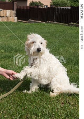 Adorable White Fluffy Dog Playing Outdoors on a Sunny Day Adorable White Fluffy Dog Playing Outdoors on a Sunny Day 116328189