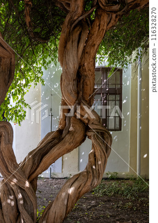 Twisted trunk of a tree, Piestany, Slovakia Twisted trunk of a tree, Piestany, Slovakia 116328270