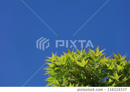 Fresh green leaves of maple trees (Asutamurando Tokushima) Fresh green leaves of maple trees (Asutamurando Tokushima) 116328337