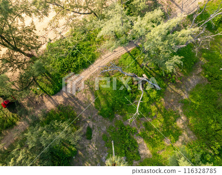 Lush green aerial view pine trees on beach near the sea 116328785
