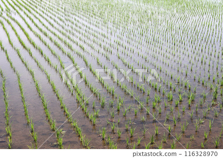 完成水稻種植的稻田 116328970