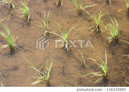 完成水稻種植的稻田 116328985