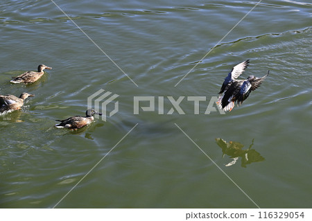 鴨 116329054