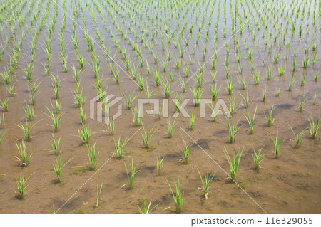 完成水稻種植的稻田 116329055