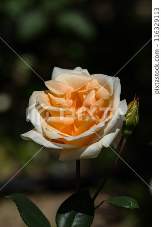 Rose Portrait 01 116329113
