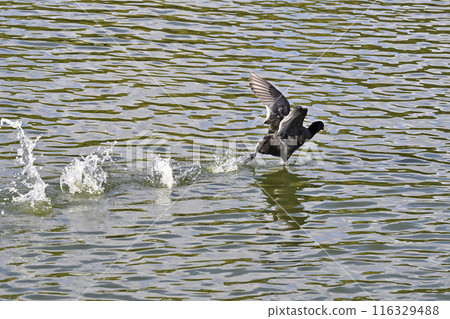 Duck 116329488