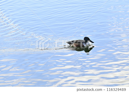 Duck 116329489