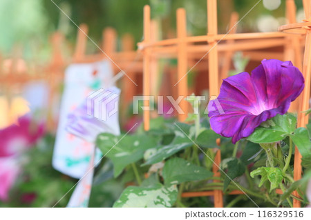 大花牽牛花，入谷牽牛花市場，東京夏季傳統 116329516