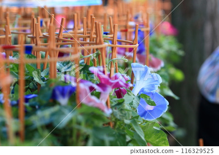 大花牽牛花，入谷牽牛花市場，東京夏季傳統 116329525