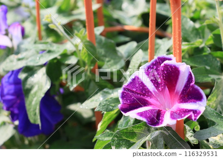 大花牽牛花，入谷牽牛花市場，東京夏季傳統 116329531