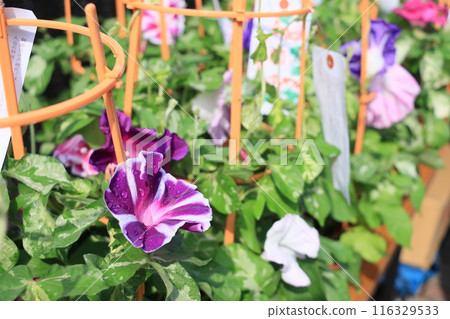 Large Morning Glories at the Iriya Morning Glories Market, a Tokyo summer tradition 116329533