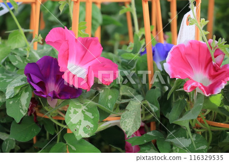 Large Morning Glories at the Iriya Morning Glories Market, a Tokyo summer tradition 116329535