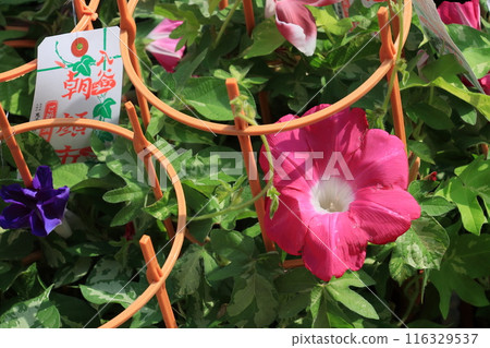 大花牽牛花，入谷牽牛花市場，東京夏季傳統 116329537