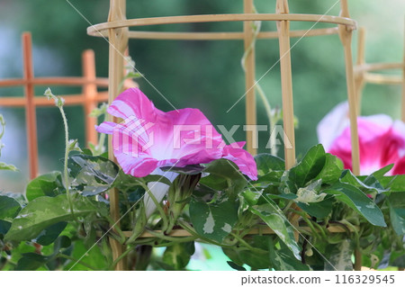 大花牽牛花，入谷牽牛花市場，東京夏季傳統 116329545