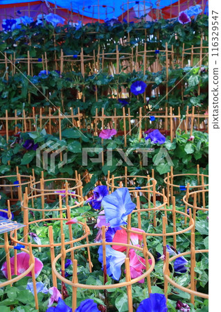 大花牽牛花，入谷牽牛花市場，東京夏季傳統 116329547
