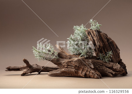 Nature scene with a composition of lavender and dry snags. Nature scene with a composition of lavender and dry snags. 116329556