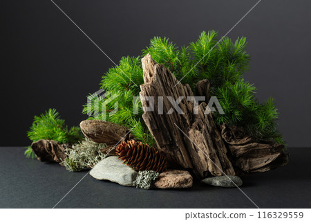 Abstract north nature scene with a composition of spruce branches, stones, and dry snags. Abstract north nature scene with a composition of spruce branches, stones, and dry snags. 116329559