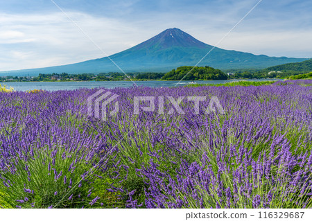 夏天的河口湖、薰衣草與富士山、大石公園 夏天的河口湖、薰衣草與富士山、大石公園 116329687