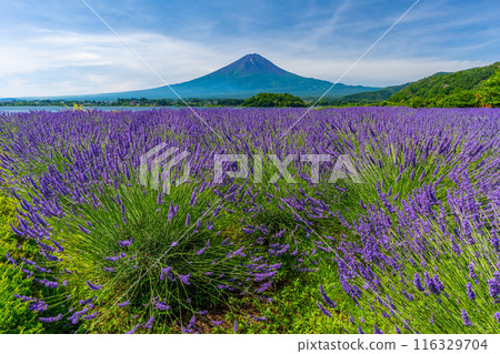 Summer Lake Kawaguchi, Lavender and Mt. Fuji, Oishi Park Summer Lake Kawaguchi, Lavender and Mt. Fuji, Oishi Park 116329704
