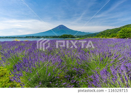 夏天的河口湖、薰衣草與富士山、大石公園 夏天的河口湖、薰衣草與富士山、大石公園 116329715