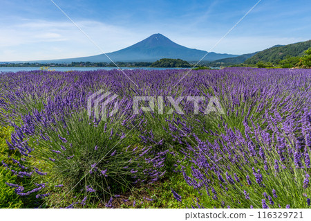 夏天的河口湖、薰衣草與富士山、大石公園 116329721