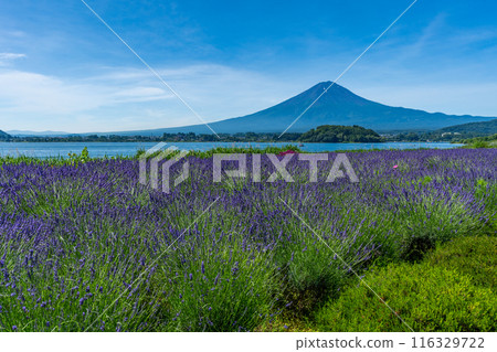 夏天的河口湖、薰衣草與富士山、大石公園 116329722