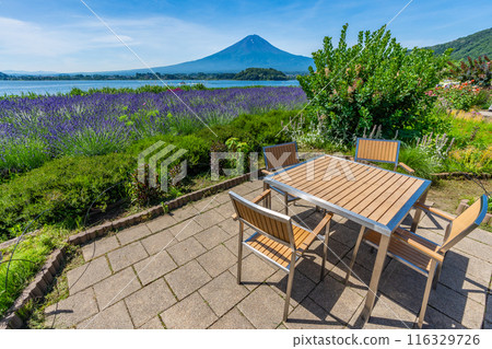 夏天的河口湖、薰衣草與富士山、大石公園 夏天的河口湖、薰衣草與富士山、大石公園 116329726