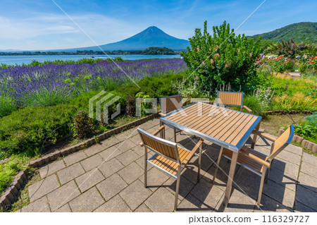 夏天的河口湖、薰衣草與富士山、大石公園 116329727