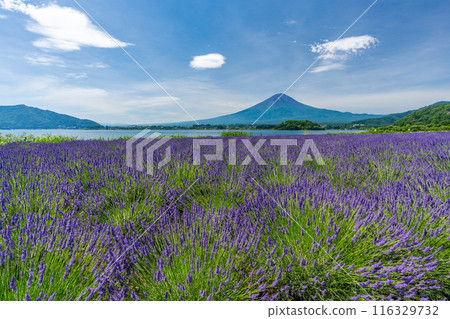 Summer Lake Kawaguchi, Lavender and Mt. Fuji, Oishi Park Summer Lake Kawaguchi, Lavender and Mt. Fuji, Oishi Park 116329732