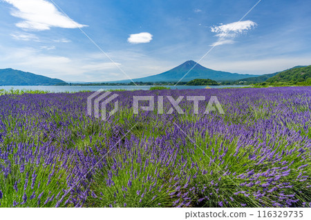 夏天的河口湖、薰衣草與富士山、大石公園 夏天的河口湖、薰衣草與富士山、大石公園 116329735